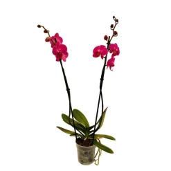 Orchidée Phalaenopsis 2 tiges, coloris variables - pot D.12 cm