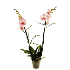 Orchidée Phalaenopsis 2 tiges, coloris variables - pot D.12 cm