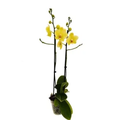 Orchidée Phalaenopsis 2 tiges, coloris variables - pot D.12 cm