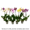 Orchidée Phalaenopsis 1 tige - pot D.12 cm