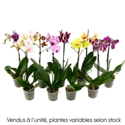 Orchidée Phalaenopsis 1 tige - pot D.12 cm