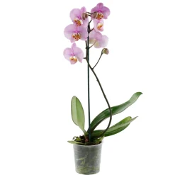 Orchidée Phalaenopsis 1 tige - pot D.12 cm