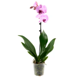 Orchidée Phalaenopsis 1 tige - pot D.12 cm
