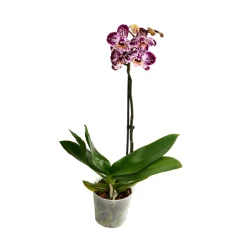Orchidée Phalaenopsis 1 tige - pot D.12 cm