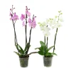 Orchidée Phalaenopsis 3 tiges - pot D.12 cm
