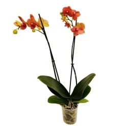 Orchidée Phalaenopsis 2 tiges - Pot Ø 12 cm
