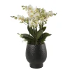 Orchidée Phalaenopsis 'Bellissimo Bella' H50cm en Coupe noire D15cm