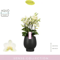 Orchidée Phalaenopsis 'Bellissimo Bella' H50cm en Coupe noire D15cm