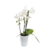 Orchidée Phalaenopsis blanche en cascade 2 tiges - pot D.13 cm