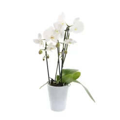 Orchidée Phalaenopsis blanche en cascade 2 tiges - pot D.13 cm