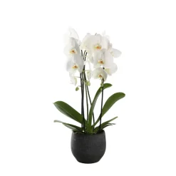 Orchidée Phalaenopsis blanche en cascade 2 tiges - pot D.13 cm