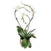 Orchidée Phalaenopsis blanche 3 tiges : pot D.27cm