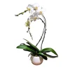 Orchidée Phalaenopsis blanche 2 tiges : pot D.24cm