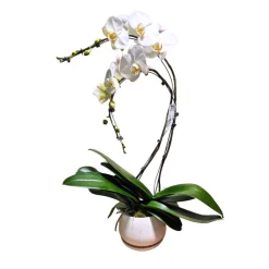 Orchidée Phalaenopsis blanche 2 tiges : pot D.24cm