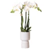 Orchidée phalaenopsis blanche - amabilis + trophy pot décoratif gris - taille du pot 9cm - 40cm de haut