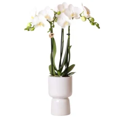 Orchidée phalaenopsis blanche - amabilis + trophy pot décoratif gris - taille du pot 9cm - 40cm de haut
