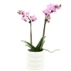 Orchidée Phalaenopsis 'Colibri' 2 tiges - pot D.9 cm