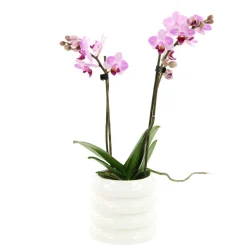 Orchidée Phalaenopsis 'Colibri' 2 tiges - pot D.9 cm