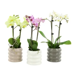Orchidée Phalaenopsis 'Colibri' 2 tiges - pot D.9 cm