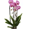 Orchidée Phalaenopsis en cascade 2 tiges - pot D.12 cm