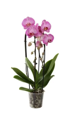 Orchidée Phalaenopsis en cascade 2 tiges - pot D.12 cm