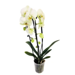 Orchidée Phalaenopsis en cascade 2 tiges - pot D.12 cm