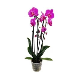 Orchidée Phalaenopsis en cascade 2 tiges - pot D.12 cm