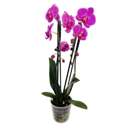 Orchidée Phalaenopsis en cascade 2 tiges - pot D.12 cm