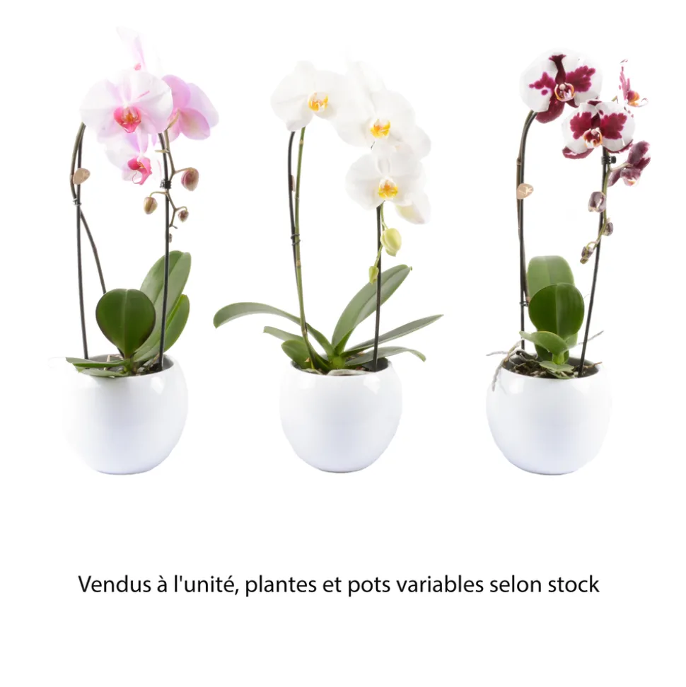 Orchidée Phalaenopsis "Flow" : pot de D. 14 cm
