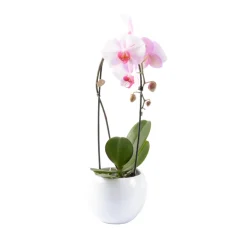 Orchidée Phalaenopsis "Flow" : pot de D. 14 cm