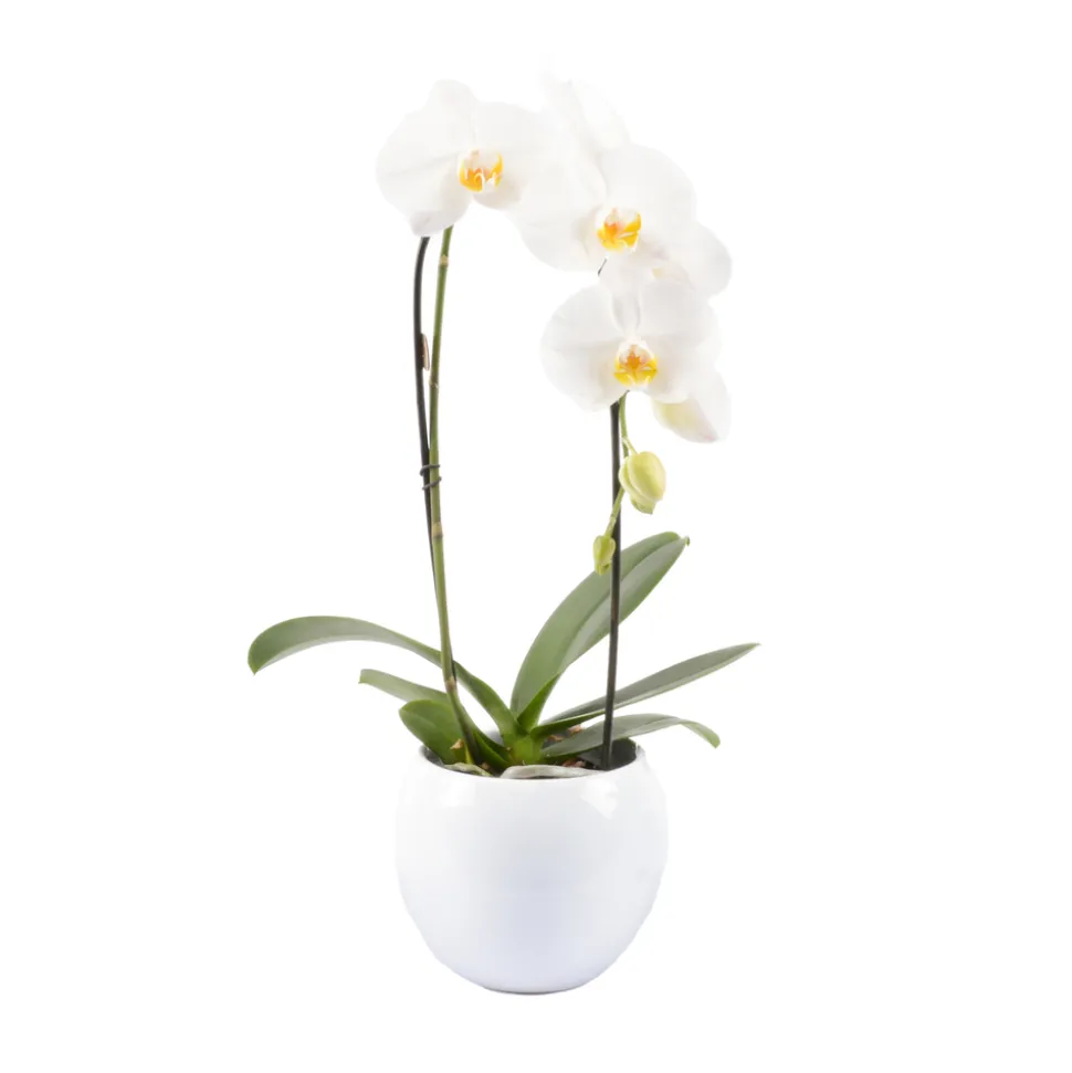 Orchidée Phalaenopsis "Flow" : pot de D. 14 cm