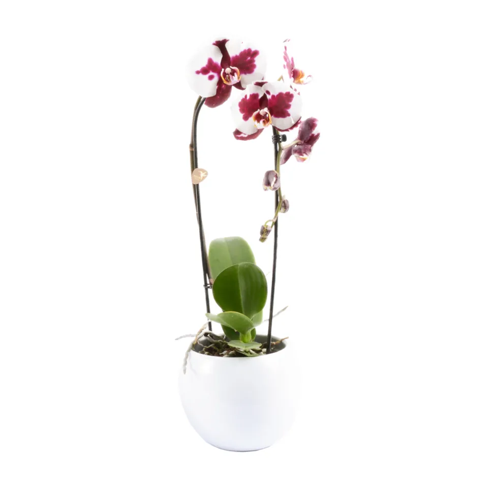 Orchidée Phalaenopsis "Flow" : pot de D. 14 cm