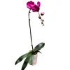 Orchidée Phalaenopsis fuschia : pot D.14cm