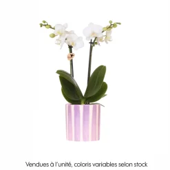 Orchidée, Phalaenopsis 'Kolibri' - 2 Tiges : pot D.10cm