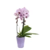 Orchidée Phalaenopsis mauve en cascade 2 tiges - pot D.13 cm