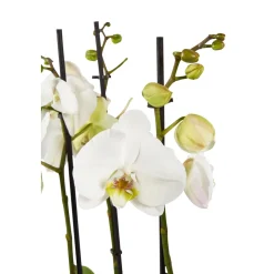 Orchidée Phalaenopsis mix 3 tiges : pot de D.12cm - H.55/65cm