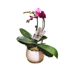 Orchidée Phalaenopsis mix 2/3 tiges : pot D.13cm
