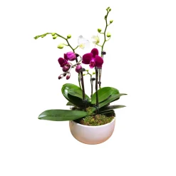 Orchidée Phalaenopsis mix 4/5 tiges : pot D.18cm