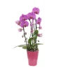 Orchidée Phalaenopsis rose en cascade 2 tiges - pot D.13 cm