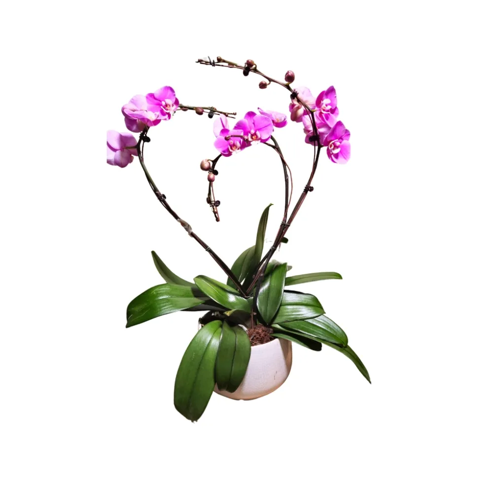 Orchidée Phalaenopsis rose, 3 tiges : pot D.27cm