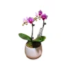 Orchidée Phalaenopsis rose 2/3 tiges : pot D.13cm