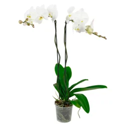 Orchidée Phalaenopsis 'Tsarine' 2 tiges - pot D.15 cm