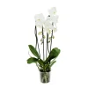 Orchidée Phalaenopsis 'Tsarine' en cascade 2 tiges - pot D.15 cm