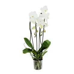 Orchidée Phalaenopsis 'Tsarine' en cascade 2 tiges - pot D.15 cm