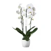 Orchidée Phalaenopsis 'Tsarine' 2 tiges : pot D.17cm-H.85cm