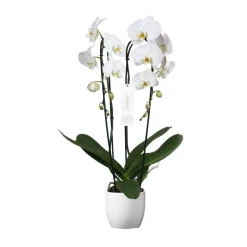 Orchidée Phalaenopsis 'Tsarine' 2 tiges : pot D.17cm-H.85cm