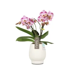 Orchidée, Phalaeonopsis 'Tablo' 2 tiges : pot blanc D.12cm