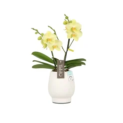 Orchidée, Phalaeonopsis 'Tablo' 2 tiges : pot blanc D.12cm