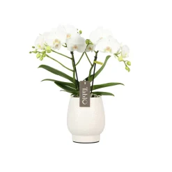 Orchidée, Phalaeonopsis 'Tablo' 2 tiges : pot blanc D.12cm