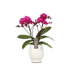 Orchidée, Phalaeonopsis 'Tablo' 2 tiges : pot blanc D.12cm